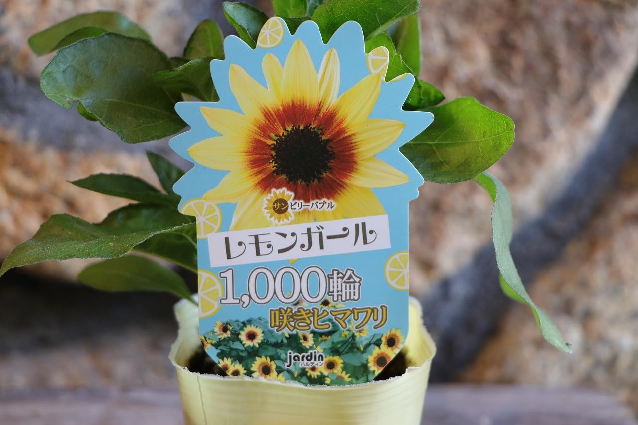 Amazon.co.jp: ヒマワリ サンビリーバブル レモンガール 3号ポット苗 1